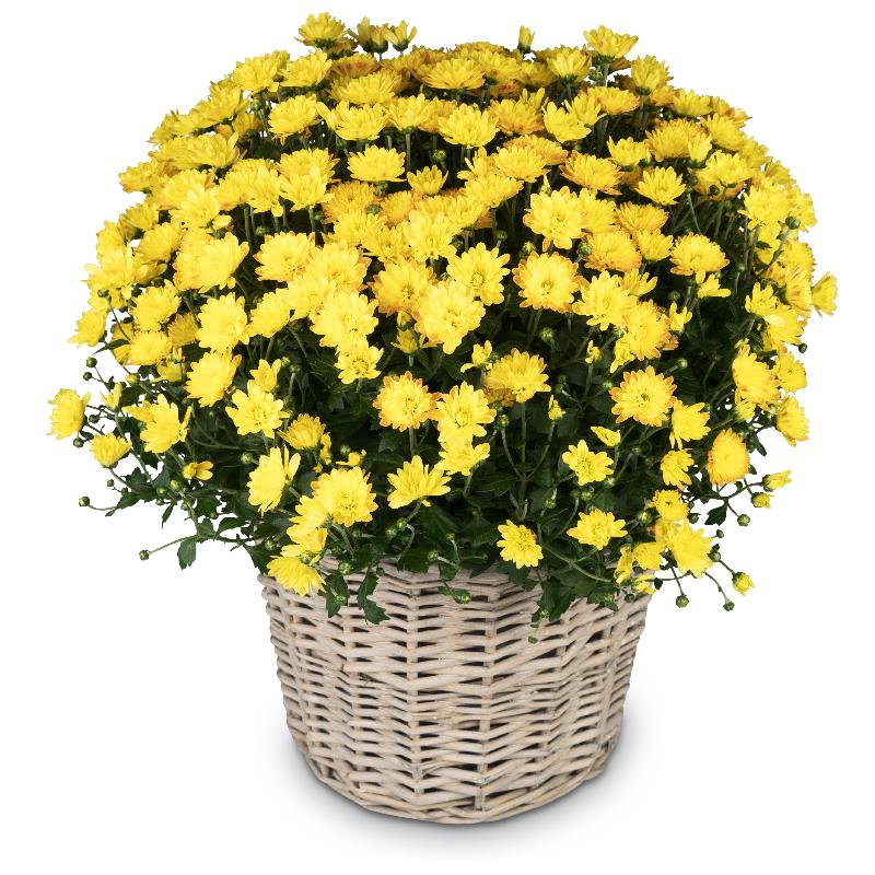 Bouquet de fleurs Chrysanthemum (yellow) in a basket