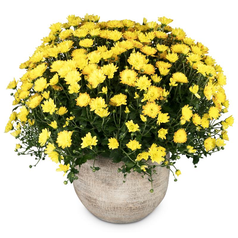 Bouquet de fleurs Chrysanthemum Plant (yellow) in a cachepot