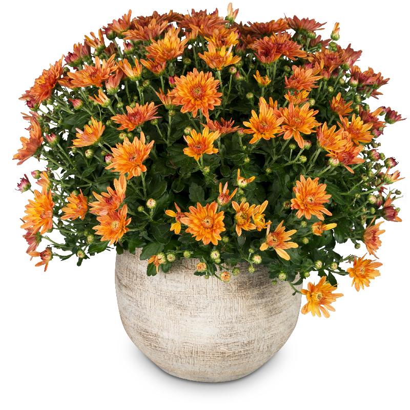 Bouquet de fleurs Chrysanthemum (orange) in a cachepot