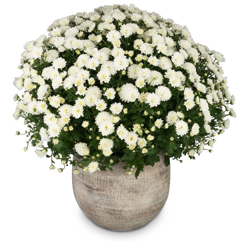 Bouquet de fleurs Chrysanthemum (white) in a cachepot