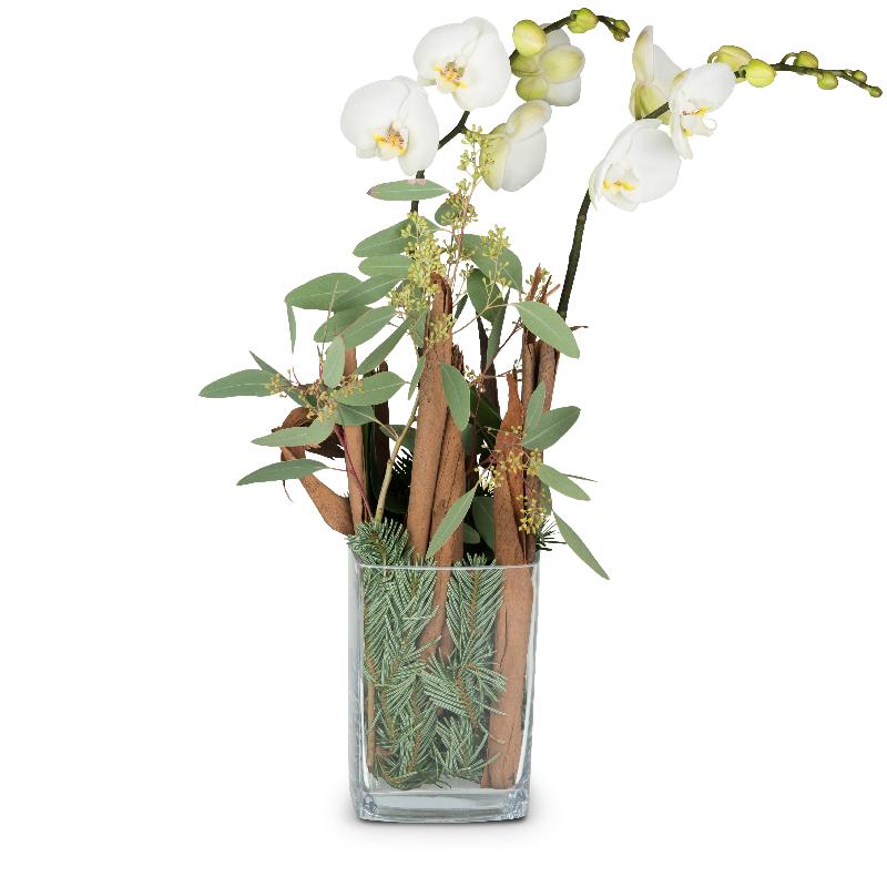 Bouquet de fleurs Natural Winter Poetry (orchid in vase)