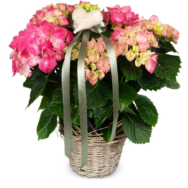 Bouquet de fleurs Romantic Vintage (pink hydrangea)