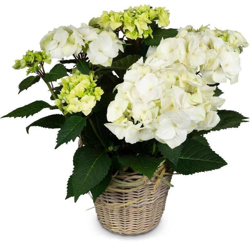 Bouquet de fleurs Vintage Charm (white hydrangea)