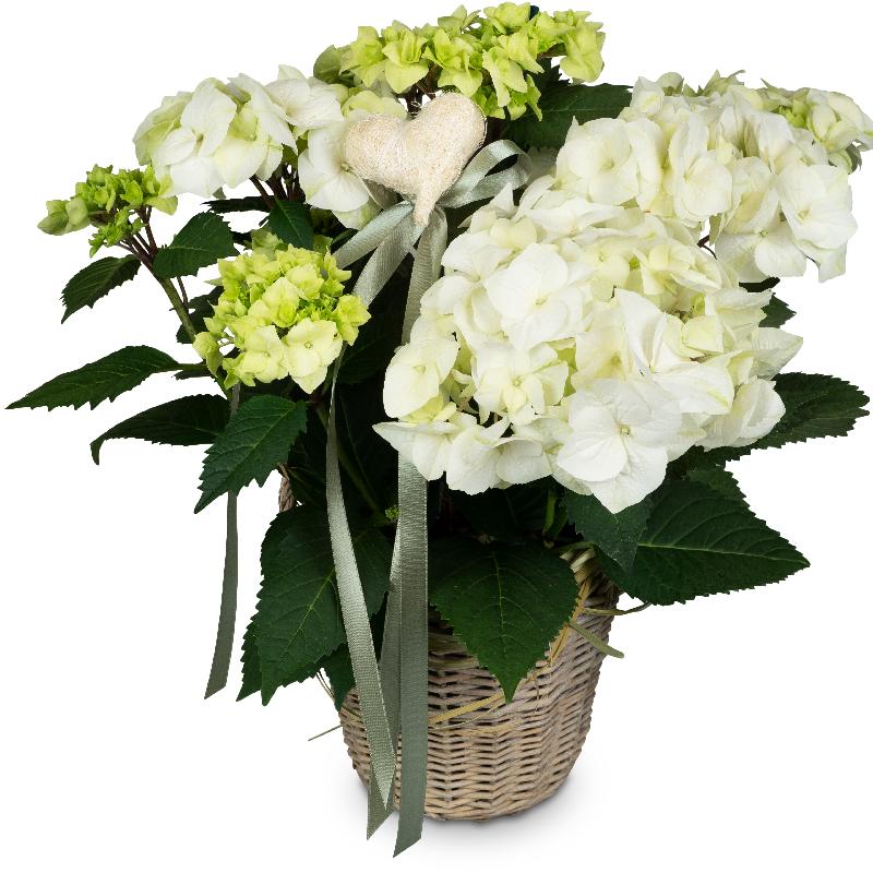 Bouquet de fleurs Romantic Vintage (white hydrangea)