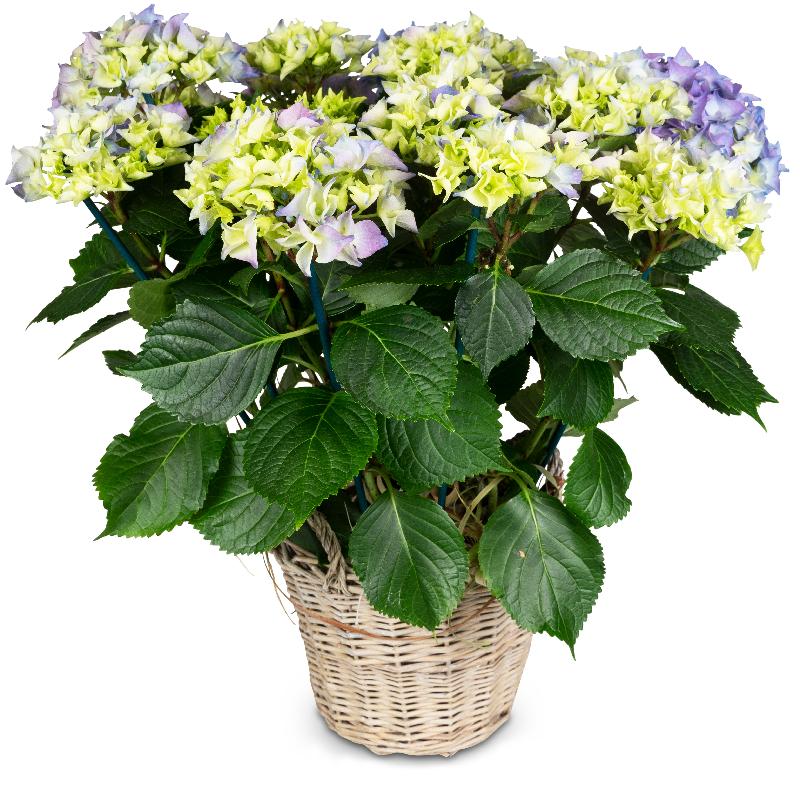 Bouquet de fleurs We Miss You (blue hydrangea for the cemetery)