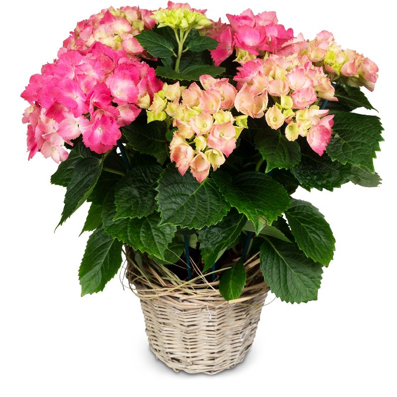 Bouquet de fleurs With Love (pink hydrangea for the cemetery)