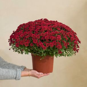 Fleurs deuil Chrysanthème rouge Fleurs deuil Chrysanthème rouge