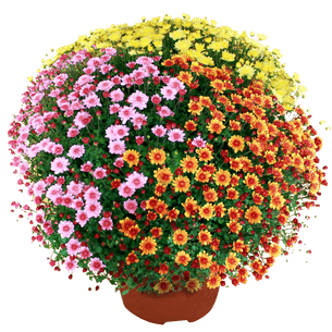 Bouquet de fleurs Chrysanthème multicolore petites fleurs Bouquet de fleurs Chrysanthème multicolore petites fleurs Toussaint