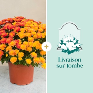 Fleurs deuil Chrysanthème multicolore et sa livraison sur tombe Fleurs deuil Chrysanthème multicolore et sa livraison sur tombe Toussaint