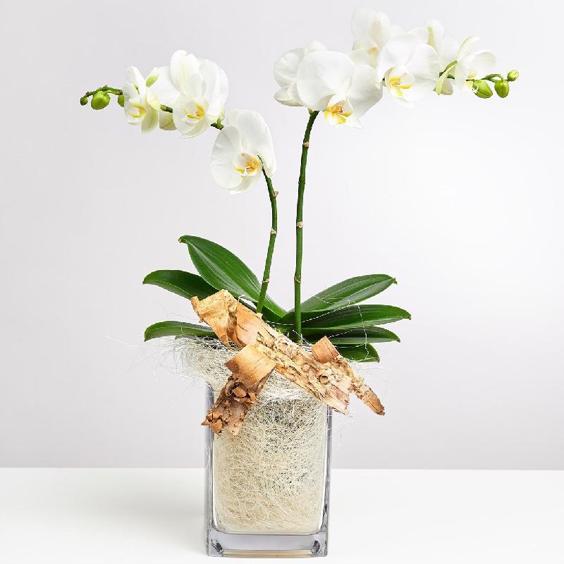 Bouquet de fleurs White Orchid in Vase with Flax