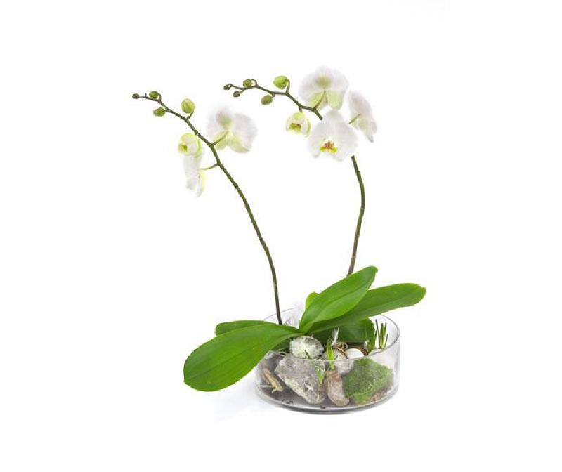 Bouquet de fleurs 2-stemmed orchid in glass bowl