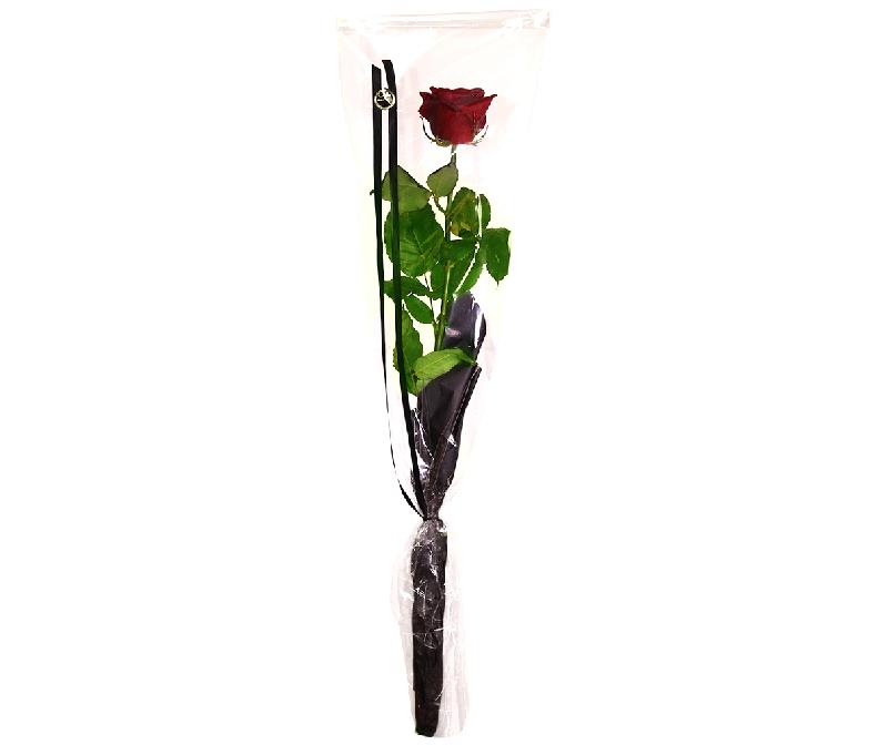 Bouquet de fleurs Rose in cellophane