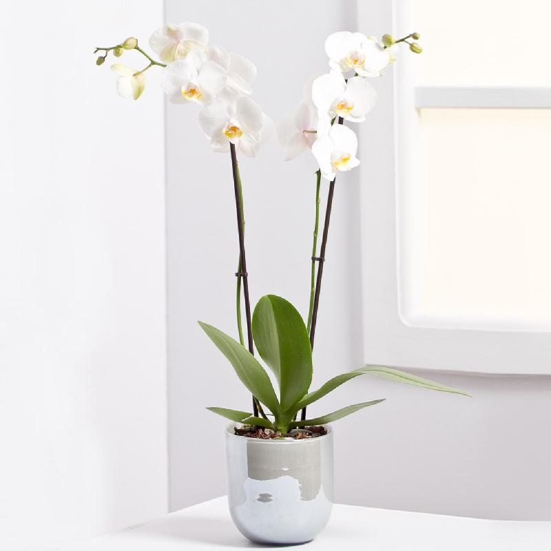 Bouquet de fleurs Orchid Plant Bouquet de fleurs Orchid Plant