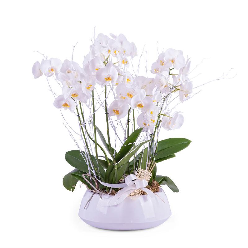 Bouquet de fleurs Centrepiece of white Phalaenopsis plants