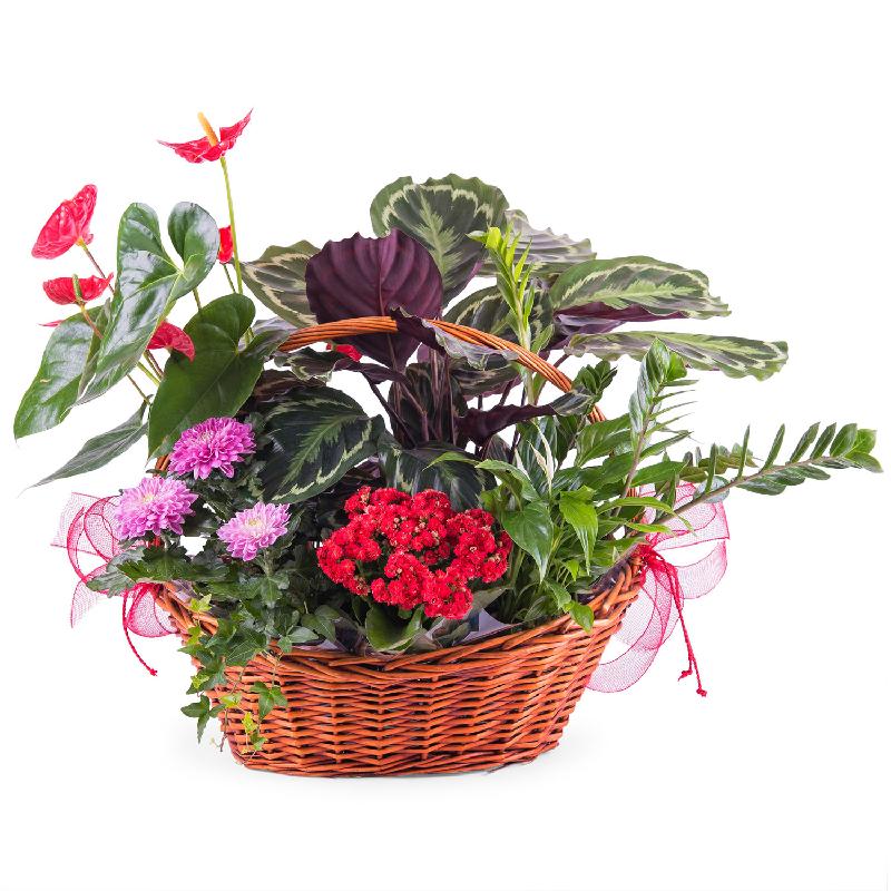 Bouquet de fleurs Centrepiece of Premium Plants