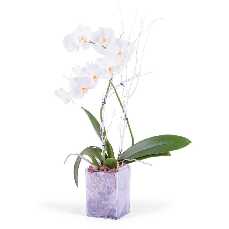 Bouquet de fleurs White Phalaenopsis Plant