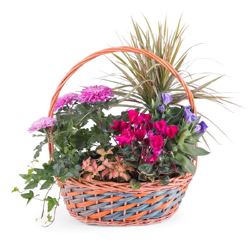 Bouquet de fleurs Basket of Plants