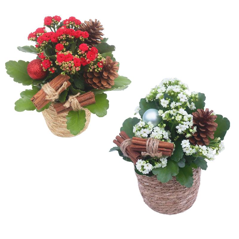 Bouquet de fleurs Upcoming Christmas, red or white
