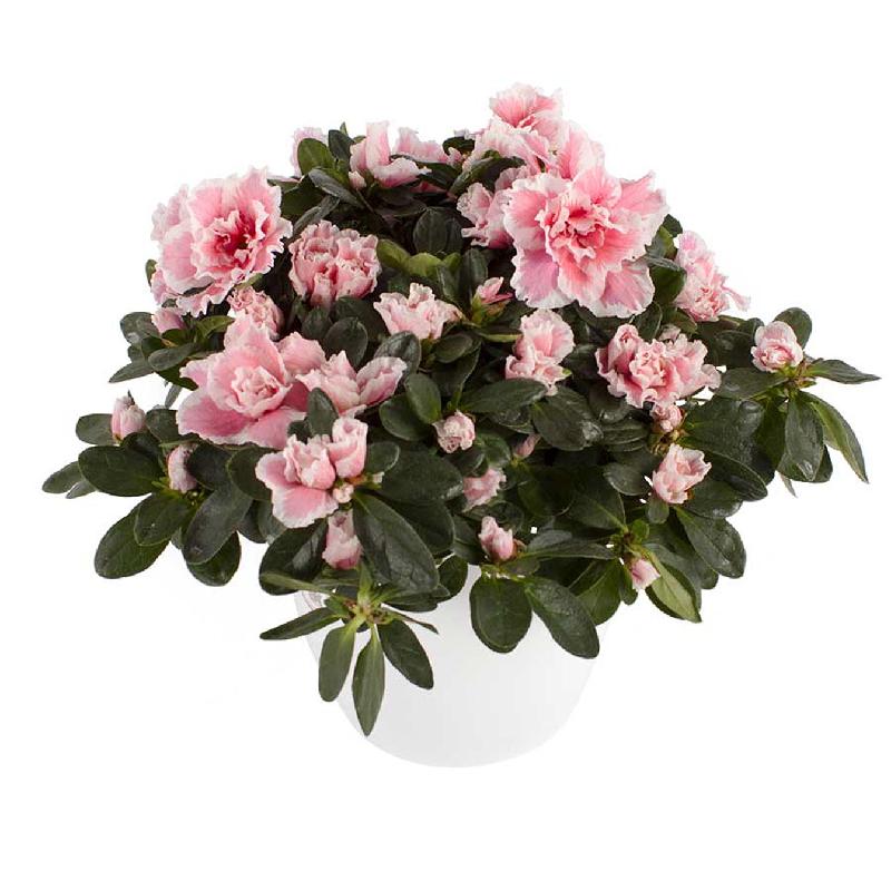 Bouquet de fleurs Azalea