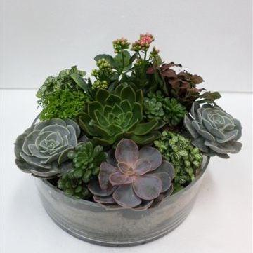 Bouquet de fleurs Plants in a Vase Bouquet de fleurs Plants in a Vase