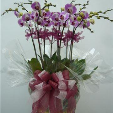 Bouquet de fleurs 12 Stems Orchid Plant