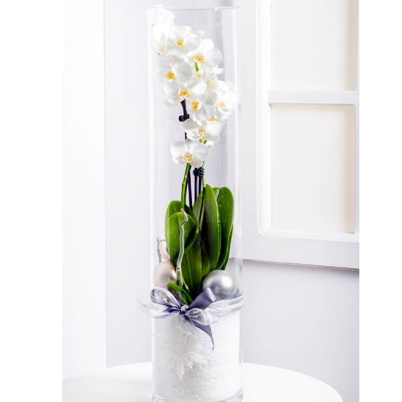 Bouquet de fleurs Modern Christmas Arrangement with Phalaenopsis