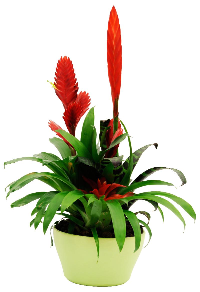 Bouquet de fleurs Bromelia Bouquet de fleurs Bromelia