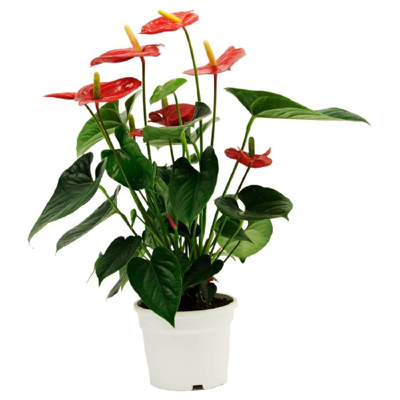 Bouquet de fleurs Anthurium