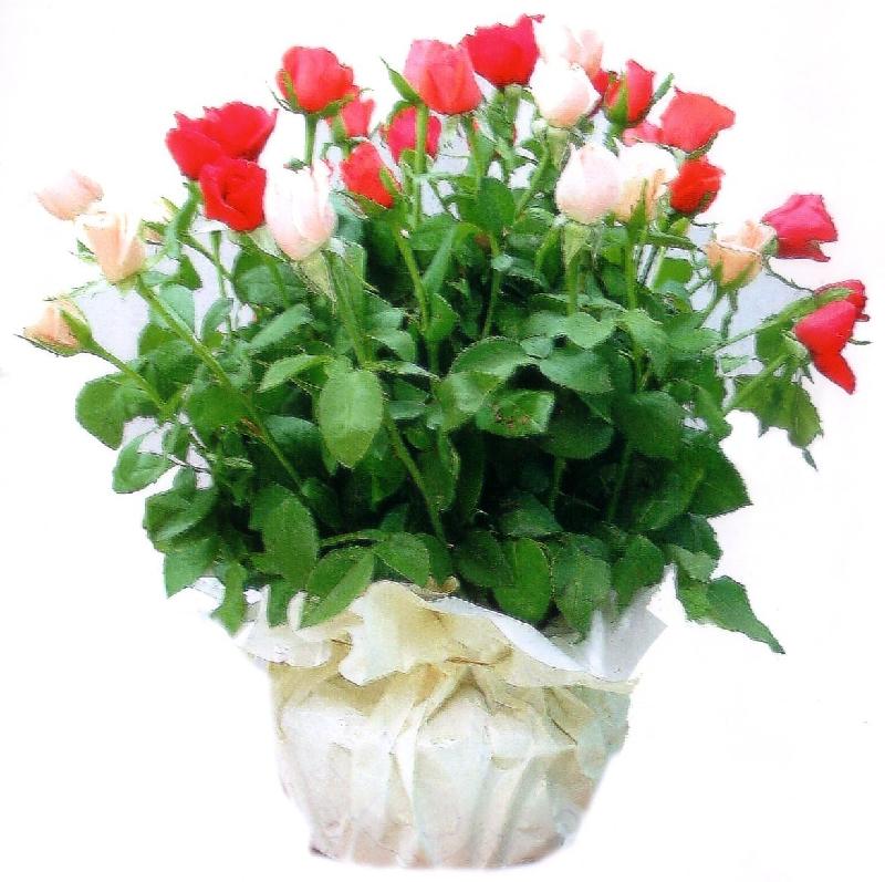 Bouquet de fleurs Basket of Roses Bouquet de fleurs Basket of Roses