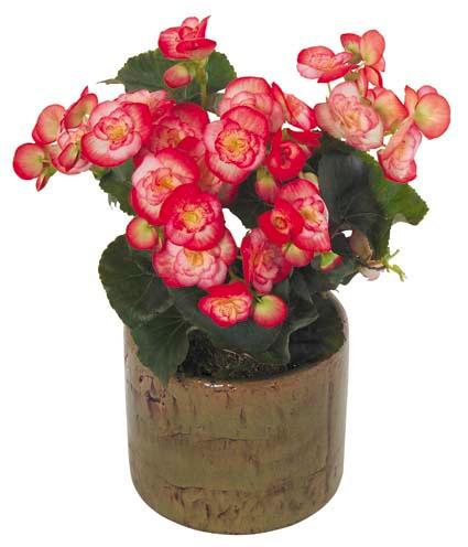 Bouquet de fleurs Begonia
