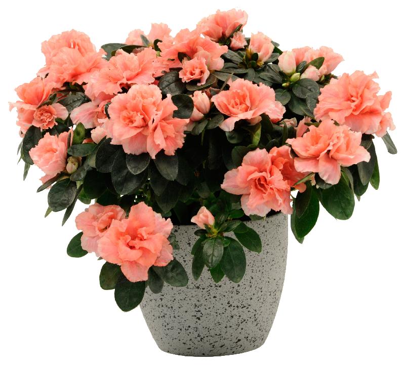 Bouquet de fleurs Azalea