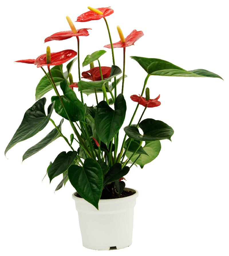 Bouquet de fleurs Anthurium with Pot