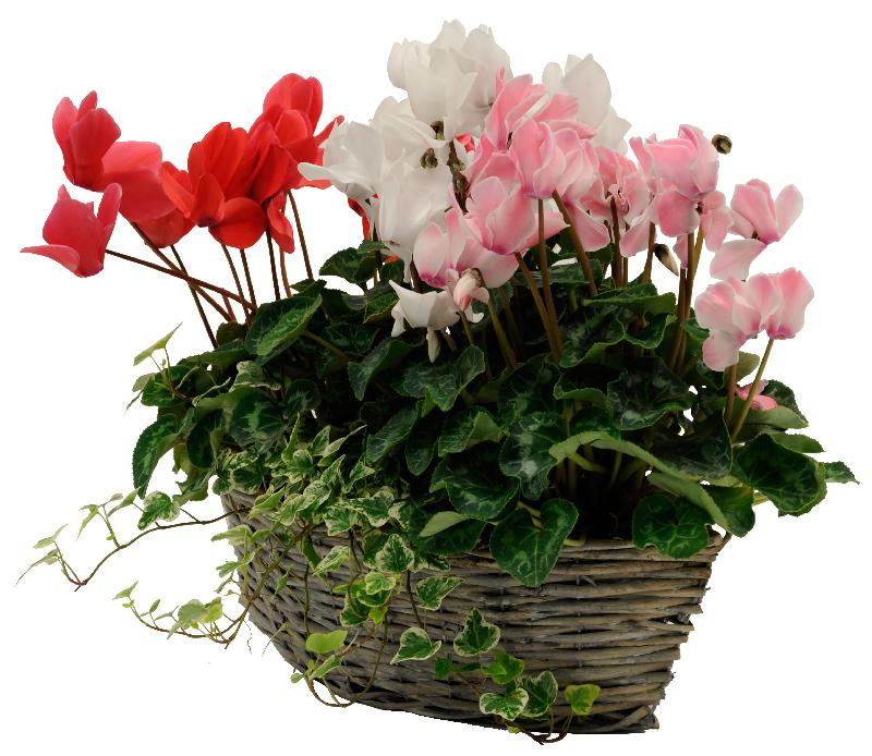 Bouquet de fleurs Cyclamen