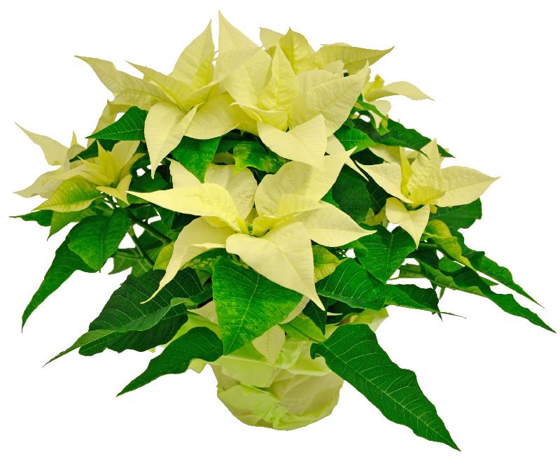 Bouquet de fleurs White Poinsettia