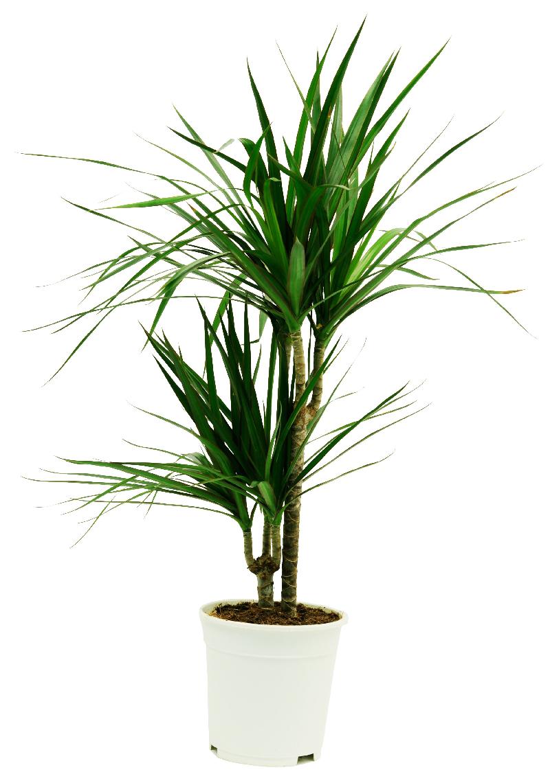 Bouquet de fleurs Dracaena Bouquet de fleurs Dracaena
