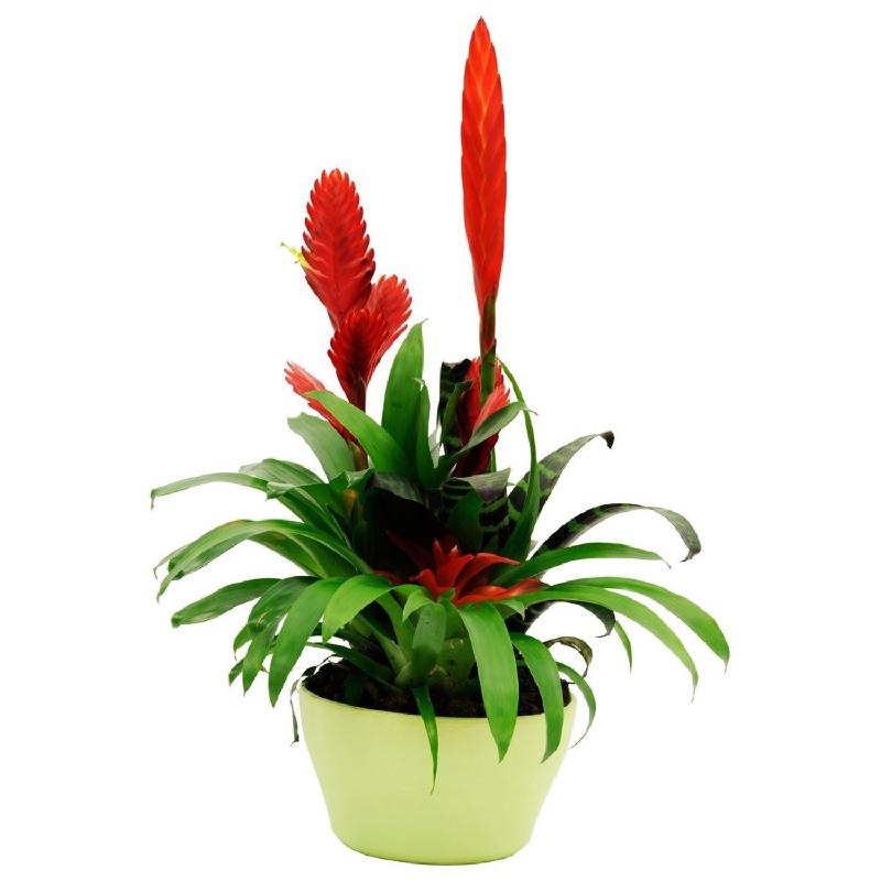 Bouquet de fleurs Bromelia Bouquet de fleurs Bromelia