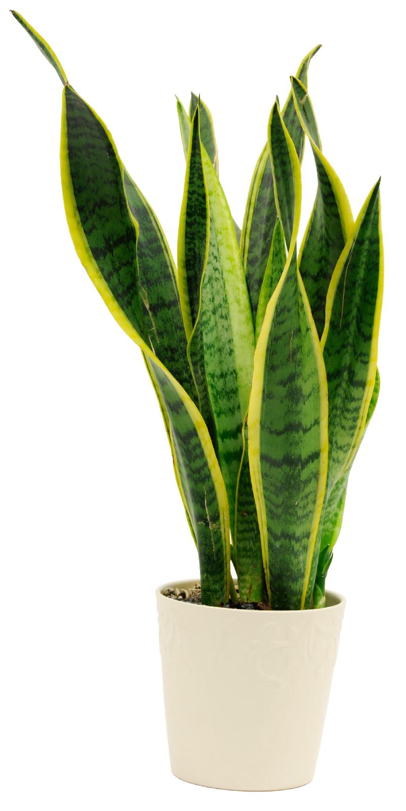 Bouquet de fleurs Sansevieria Bouquet de fleurs Sansevieria