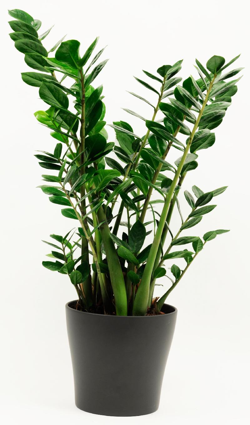 Bouquet de fleurs Zamioculcas Bouquet de fleurs Zamioculcas