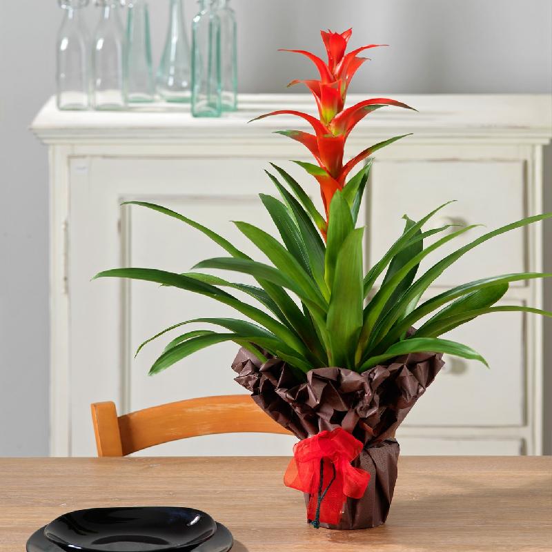 Bouquet de fleurs Guzmania Bouquet de fleurs Guzmania