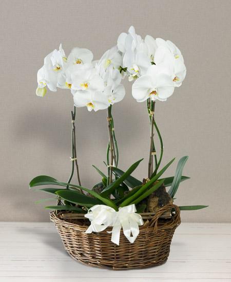 Bouquet de fleurs Cesto di orchidee