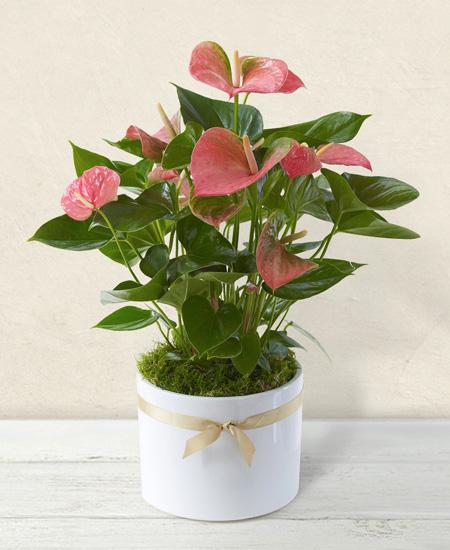Bouquet de fleurs Anthurium rosa