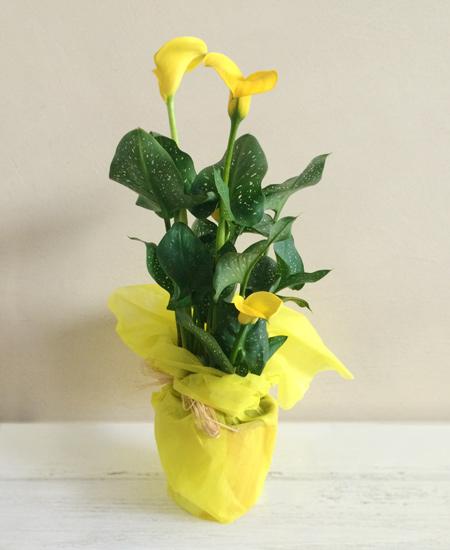 Bouquet de fleurs Calla