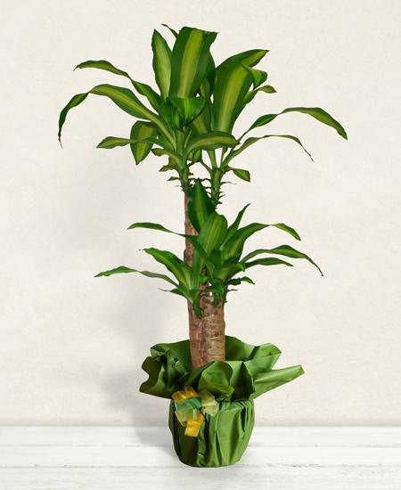 Bouquet de fleurs Dracena Plant Bouquet de fleurs Dracena Plant