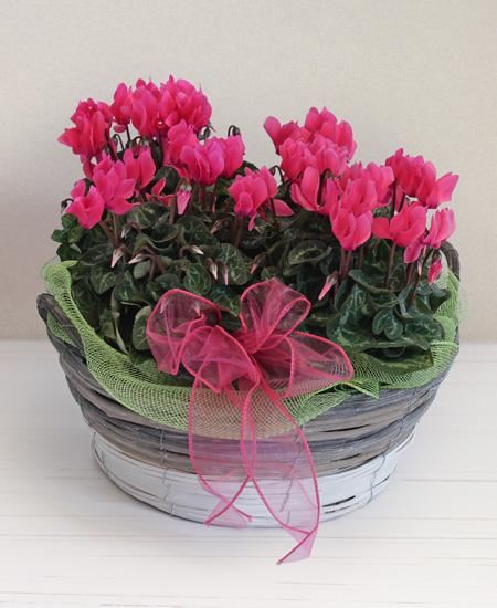 Bouquet de fleurs Cyclamen arrangement