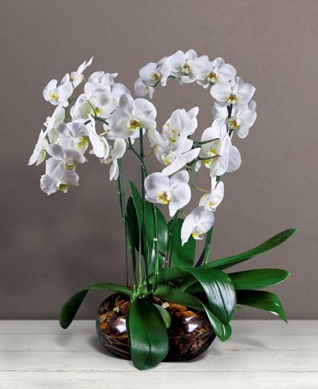 Bouquet de fleurs Preziosa orchidea