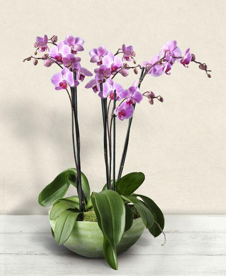 Bouquet de fleurs Baudelaire Bouquet de fleurs Baudelaire