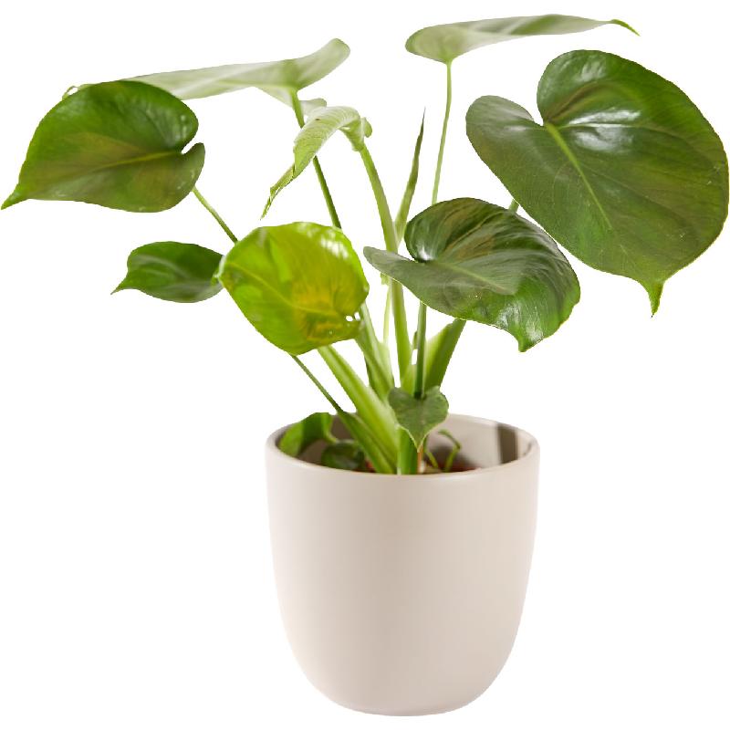 Bouquet de fleurs Plant: Green plant including pot
