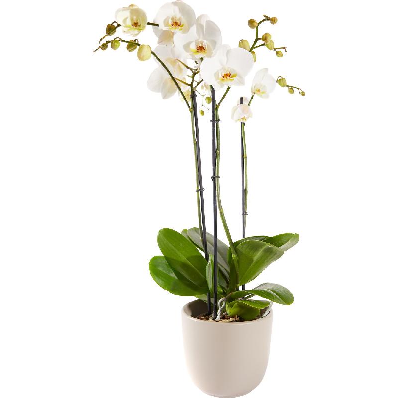 Bouquet de fleurs Plant: Orchid including pot
