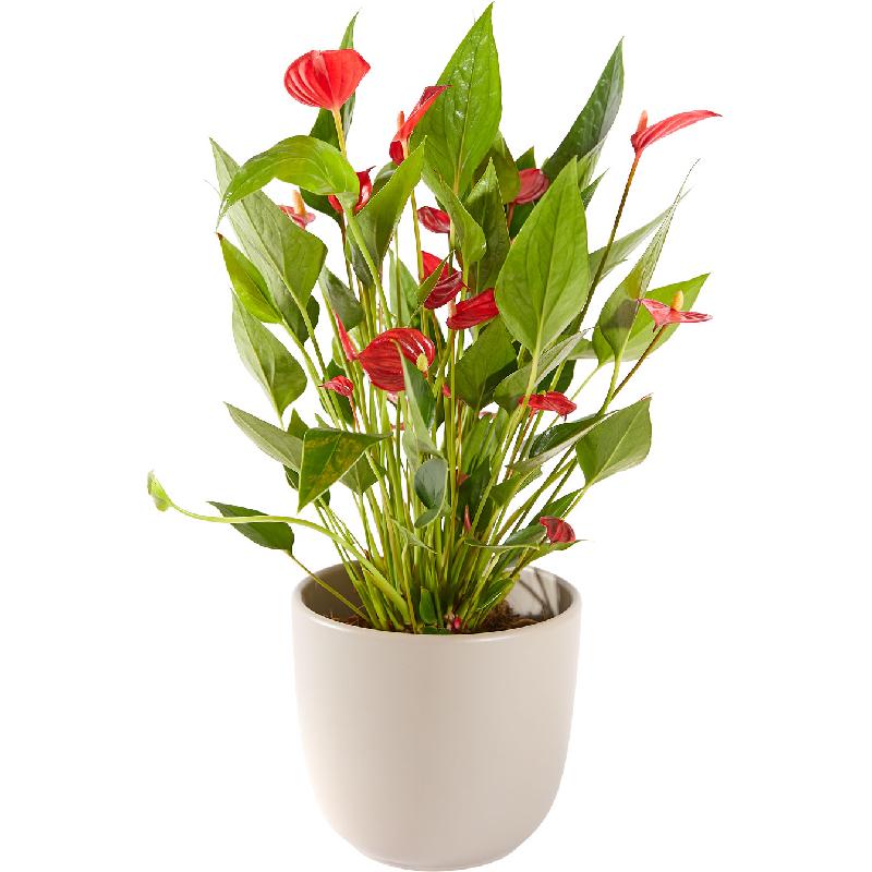 Bouquet de fleurs Plant: Anthurium including pot