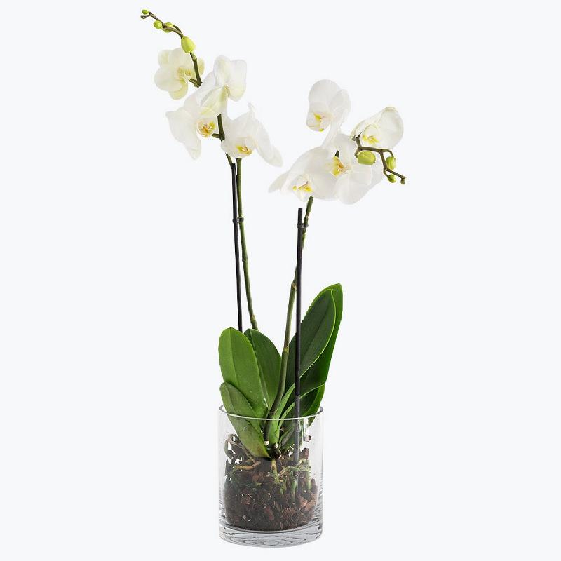 Bouquet de fleurs White orchid 190512